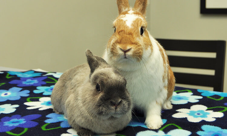 Rabbit and Pocket Pet Health Care in Wantagh NY